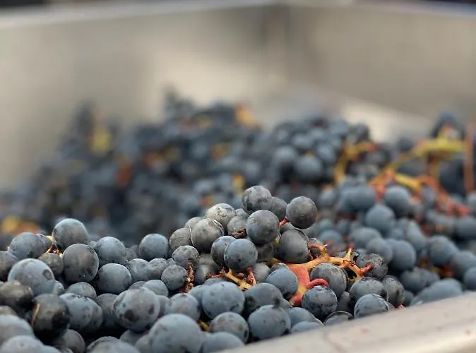 Bed & Breakfast Het Atelier