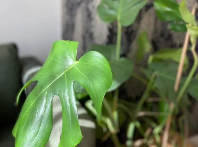 Het Atelier Couette-café Doesburg